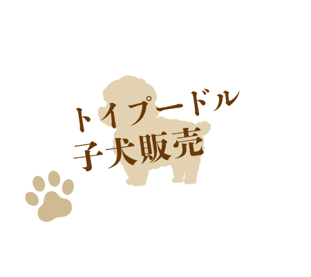 プードル子犬販売 REGALO(レガーロ)